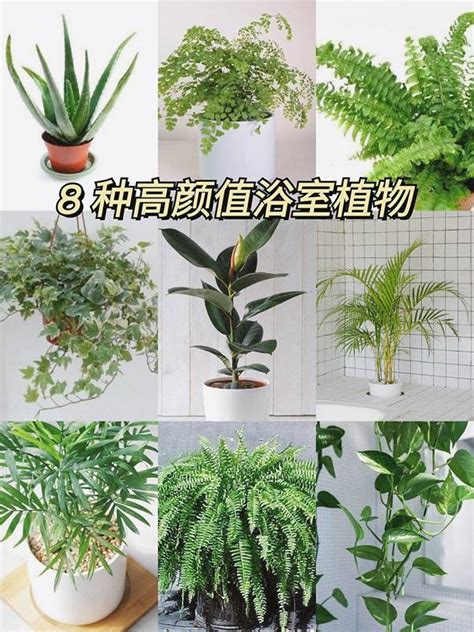 適合放浴室的植物|「浴室植物」推薦這6種！黃金葛可以吸收甲醛、化煞開運，吊。